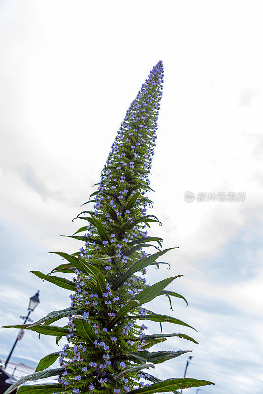 萨默塞特的Echium Pininana